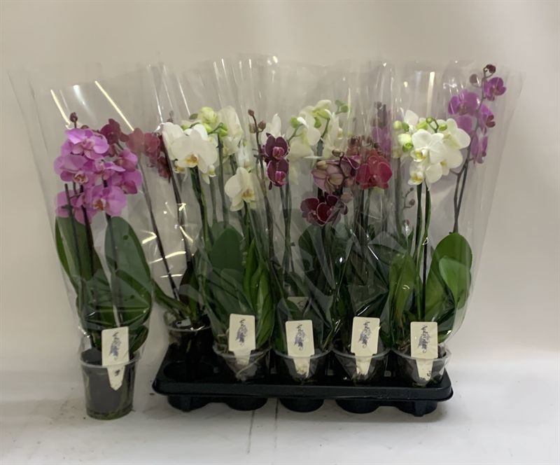Phal Gem 12P 60H 3TAK 15bloem 34bloei