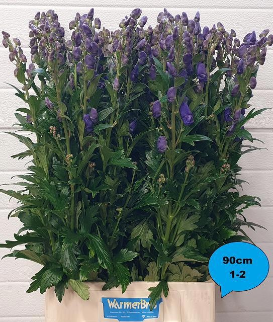 Aconitum Arensi 90cm