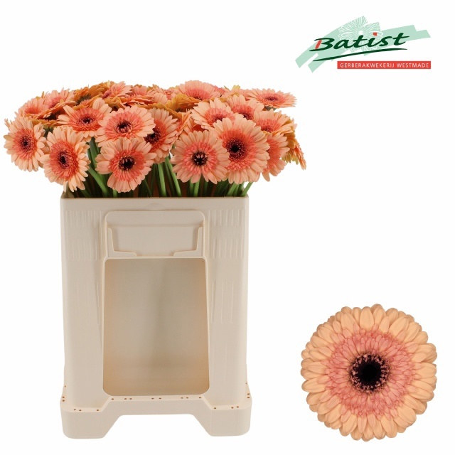 Gerbera Mini Oreo