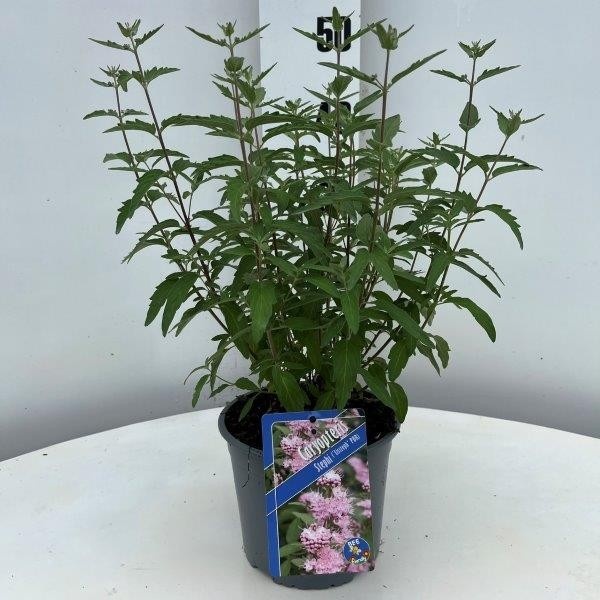 Picture of Caryopteris Stephi ('Lissteph'PBR)