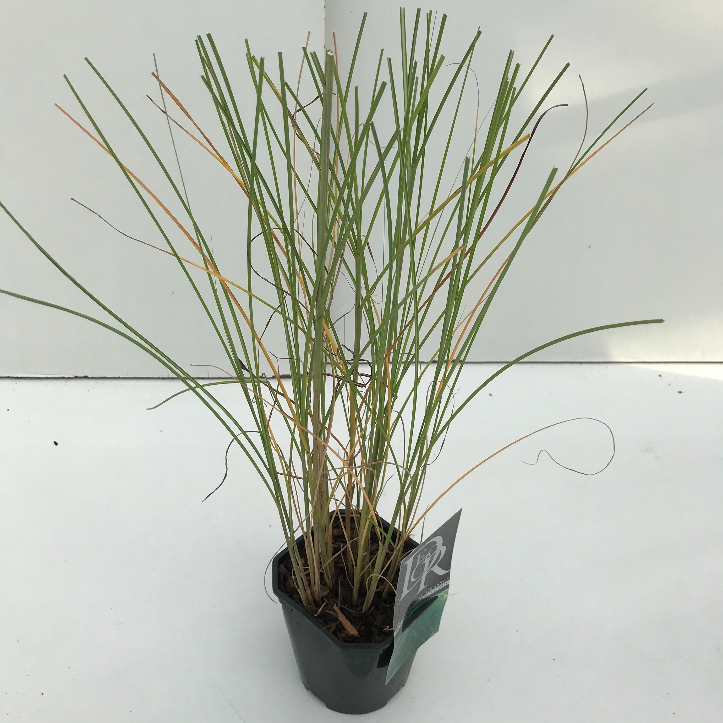 Picture of Miscanthus Gracillimus P17 (2 Ltr) Square