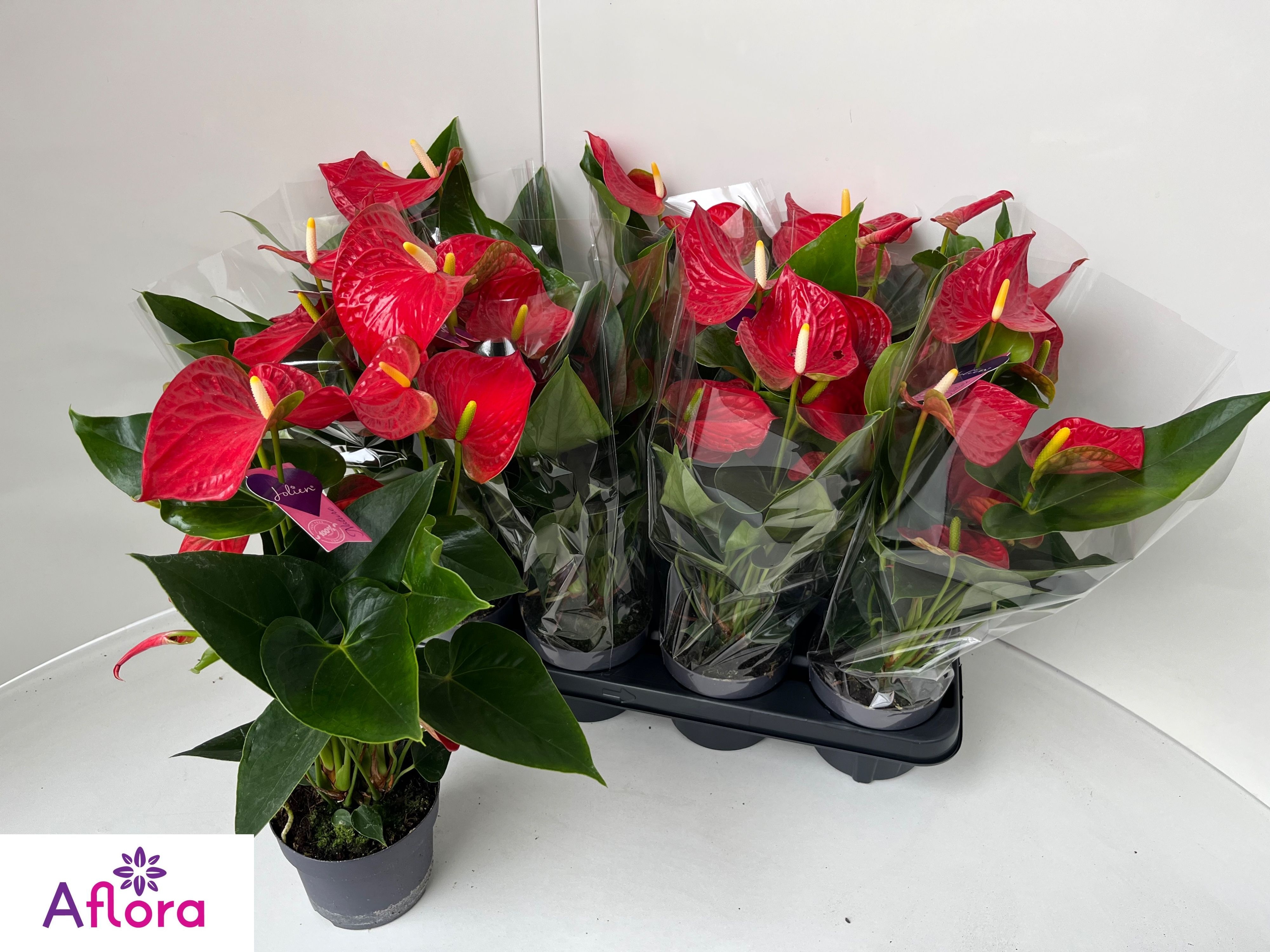 Anthurium (Andreanum) Bambino Red ANTHU AN BAMBINO RED | Gardenline