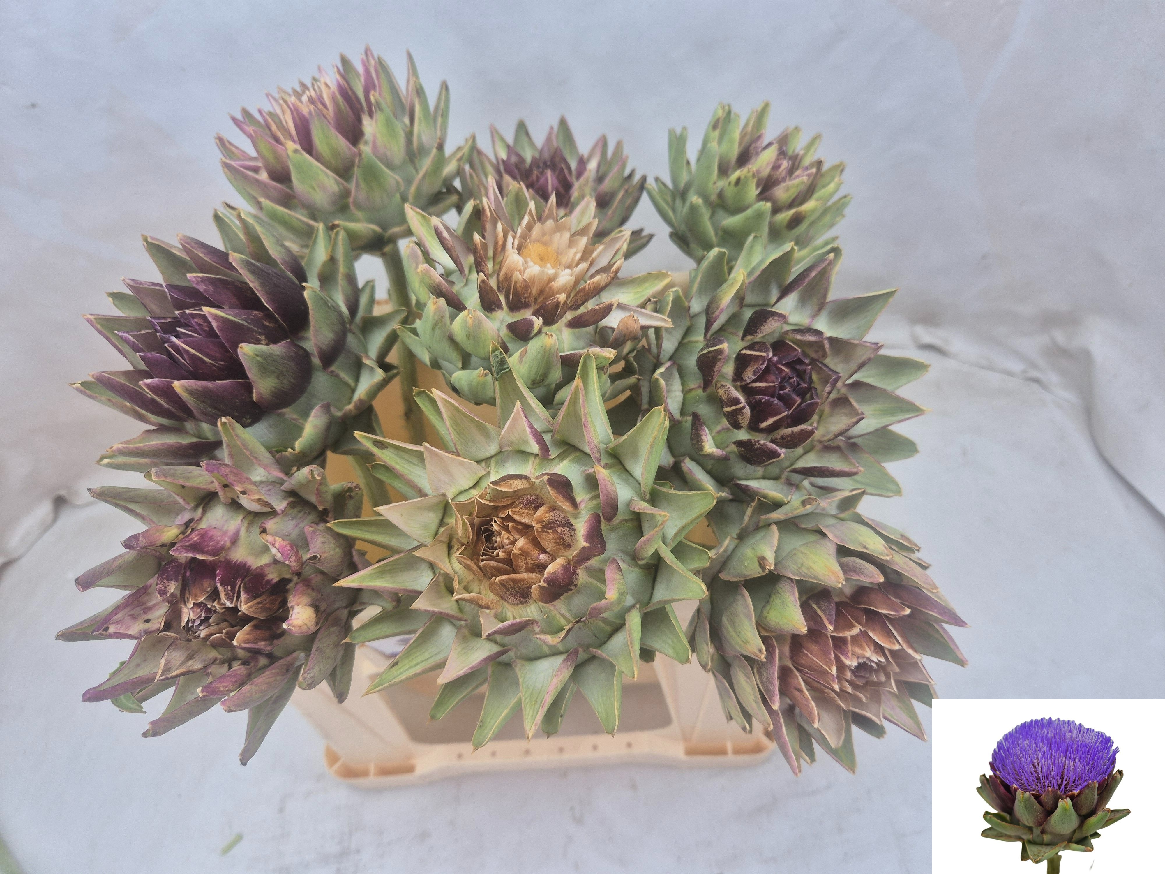 Cynara Sc Green Glob 40cm
