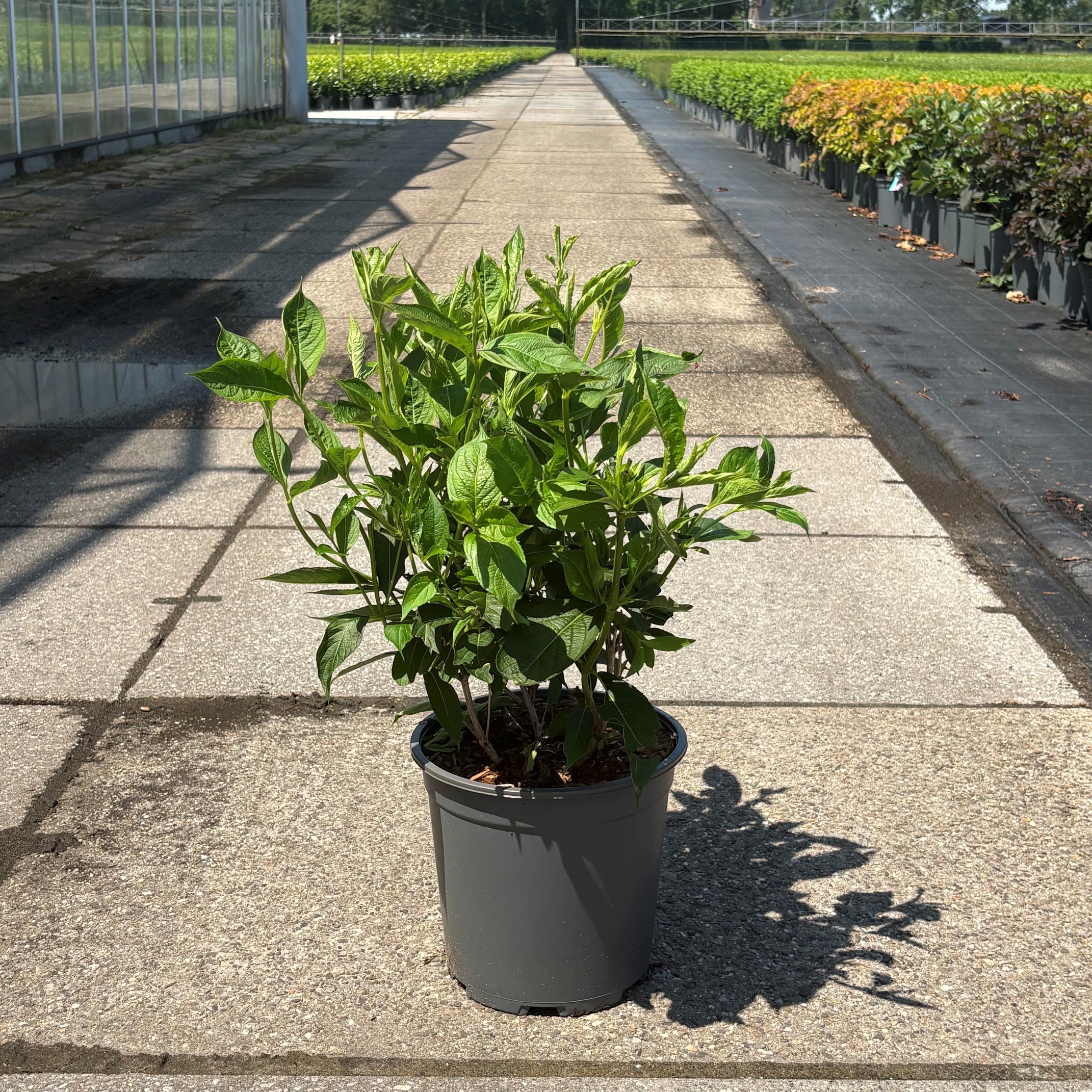 Weigela 'Candida'