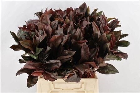 Cordyline Purple Com