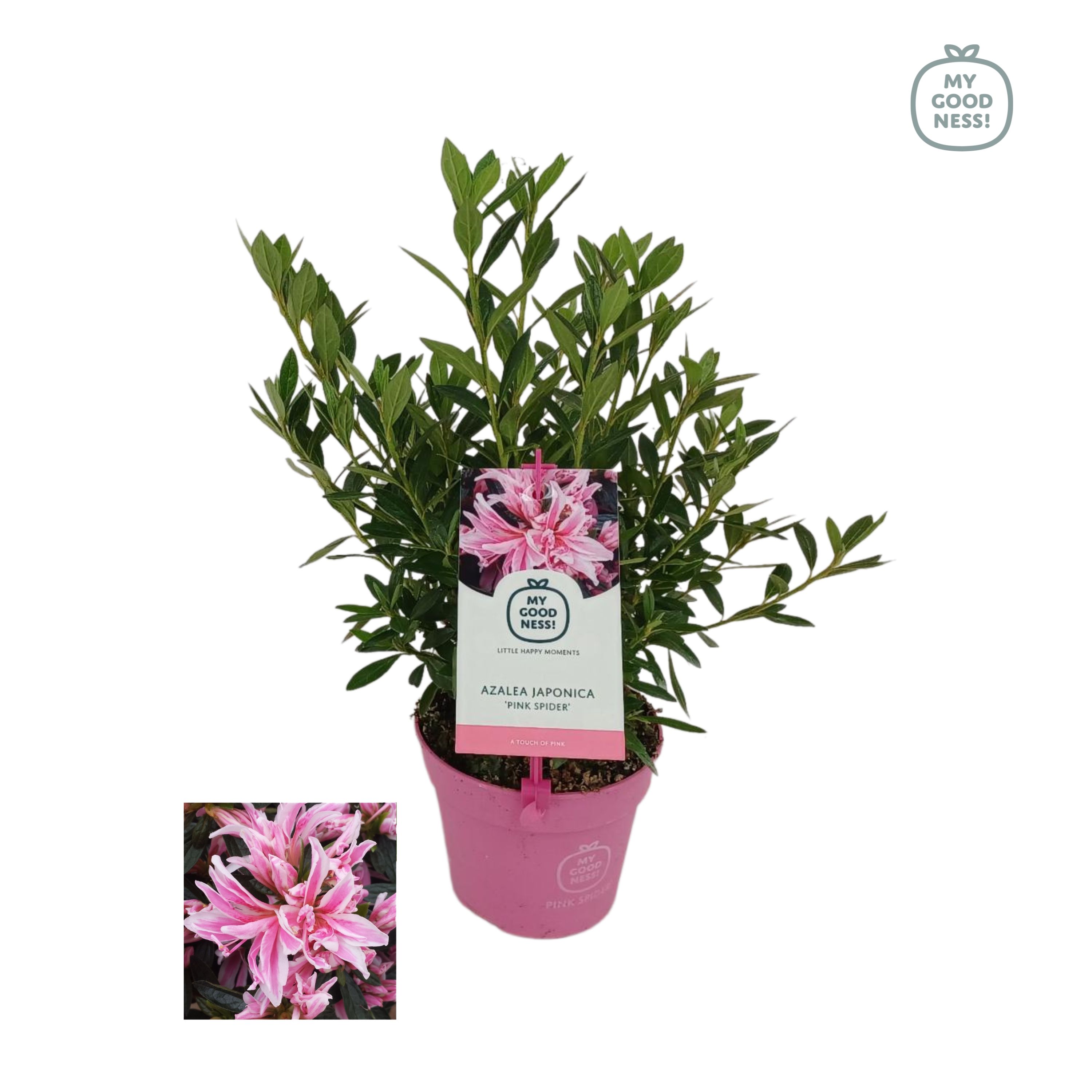 Picture of Rhododendron japonicum Pink Spider P13