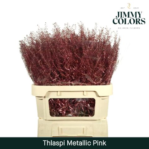 Thlaspi Gekleurd Mtlc. Pink