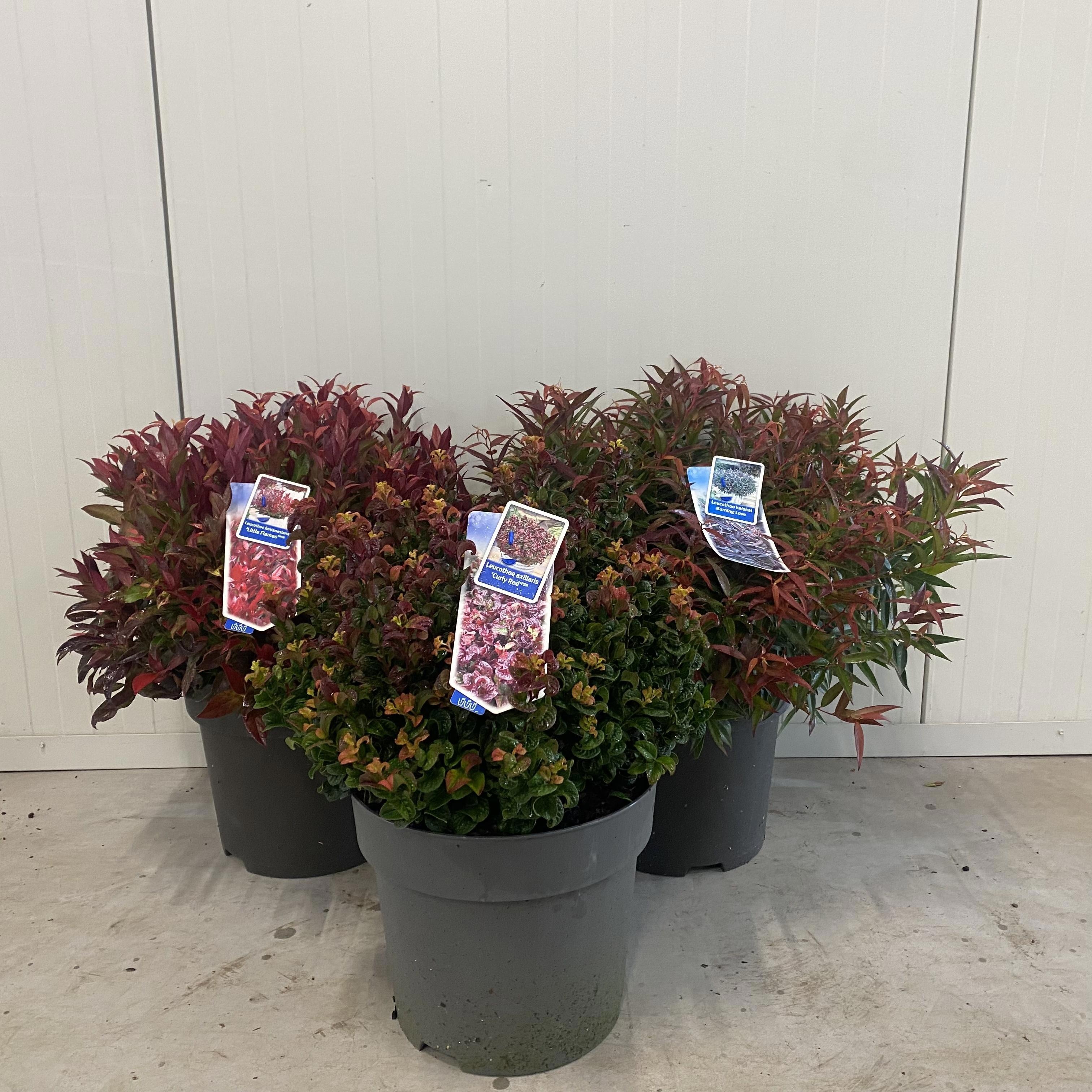 Picture of Leucothoë mix (minimum order one layer)