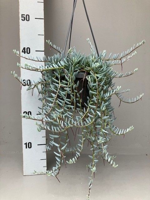 Senecio halianus