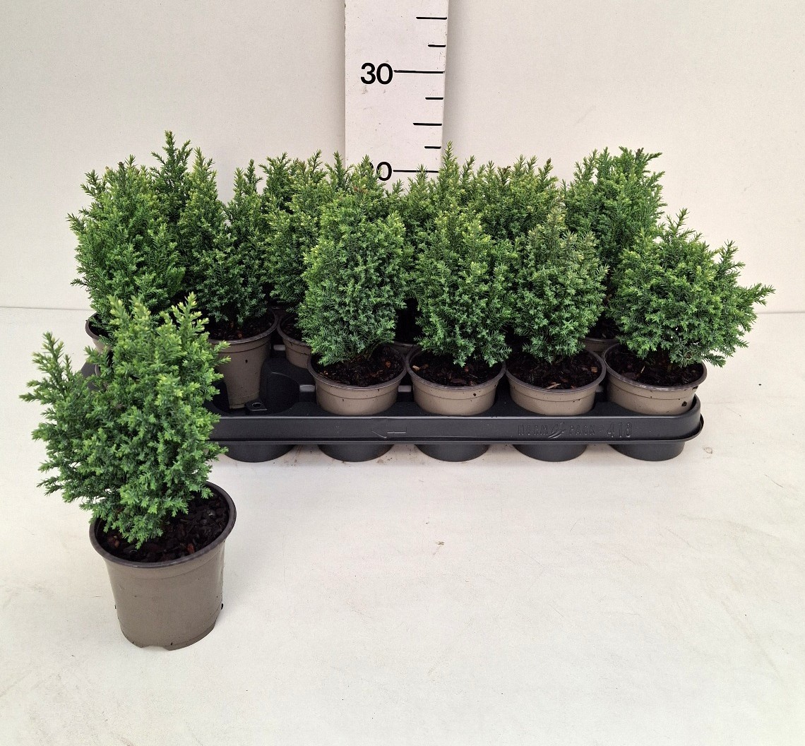 Chamaecyparis lawsoniana 'Snow White'
