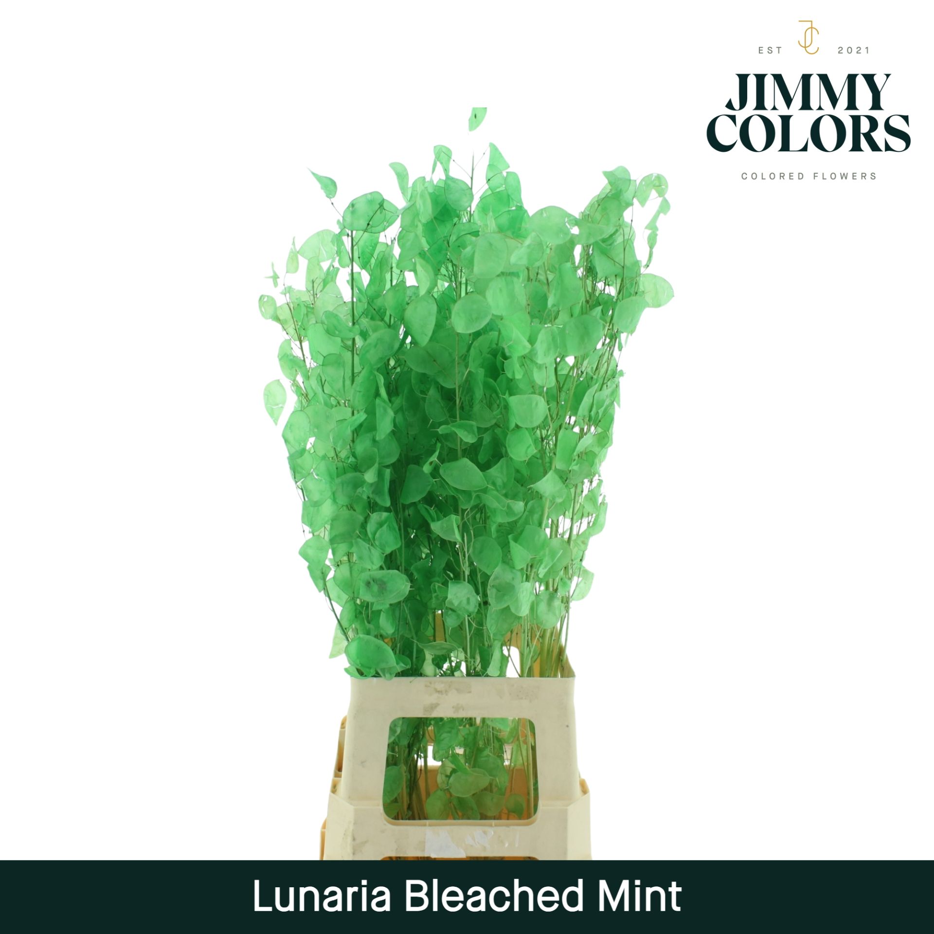 Lunaria Gebleekt Mint