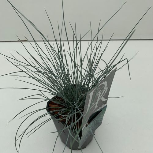 Festuca 'Elijah Blue' p13 Cammeraat