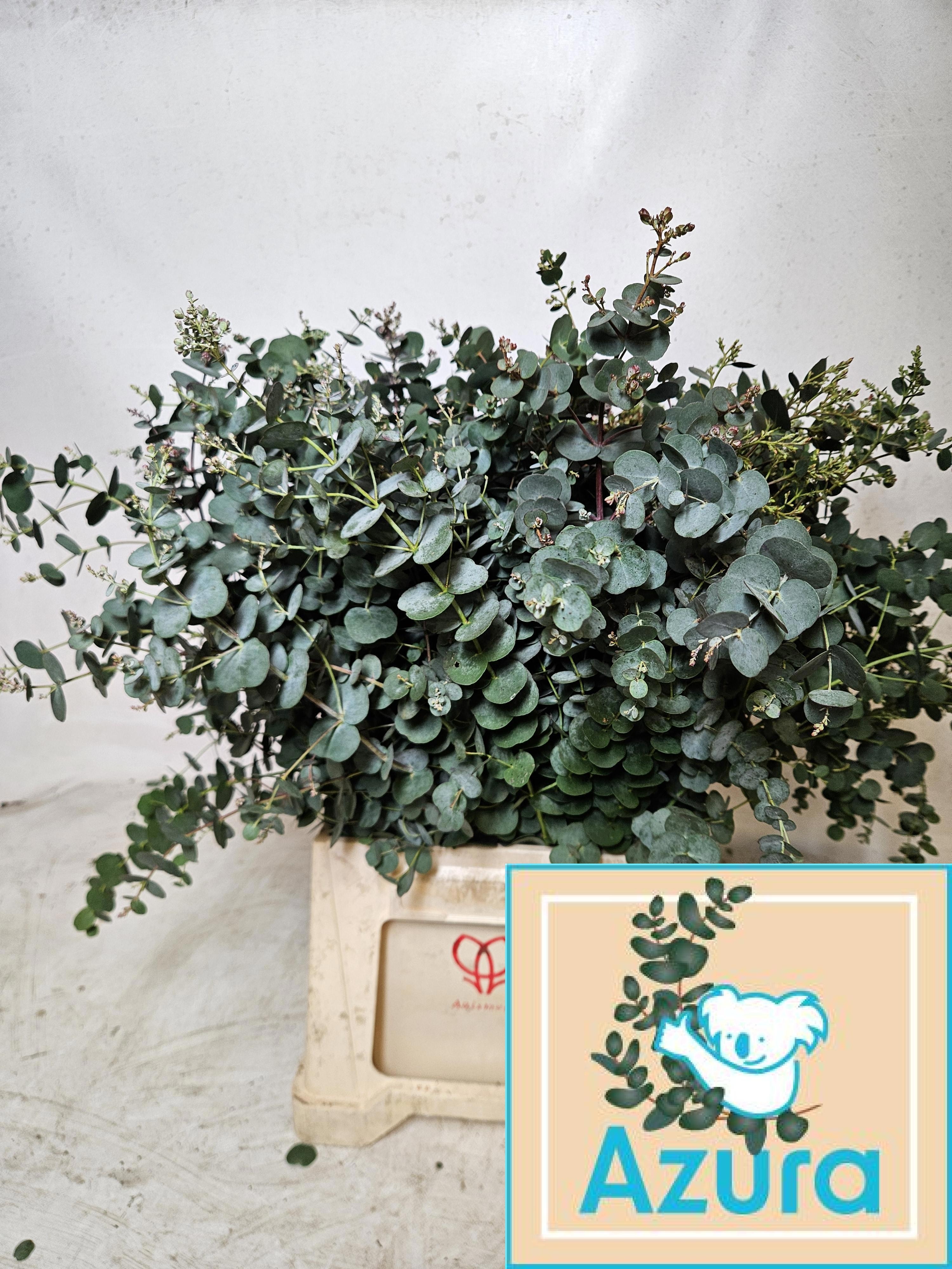 Euca Gu Azura 55L.cm