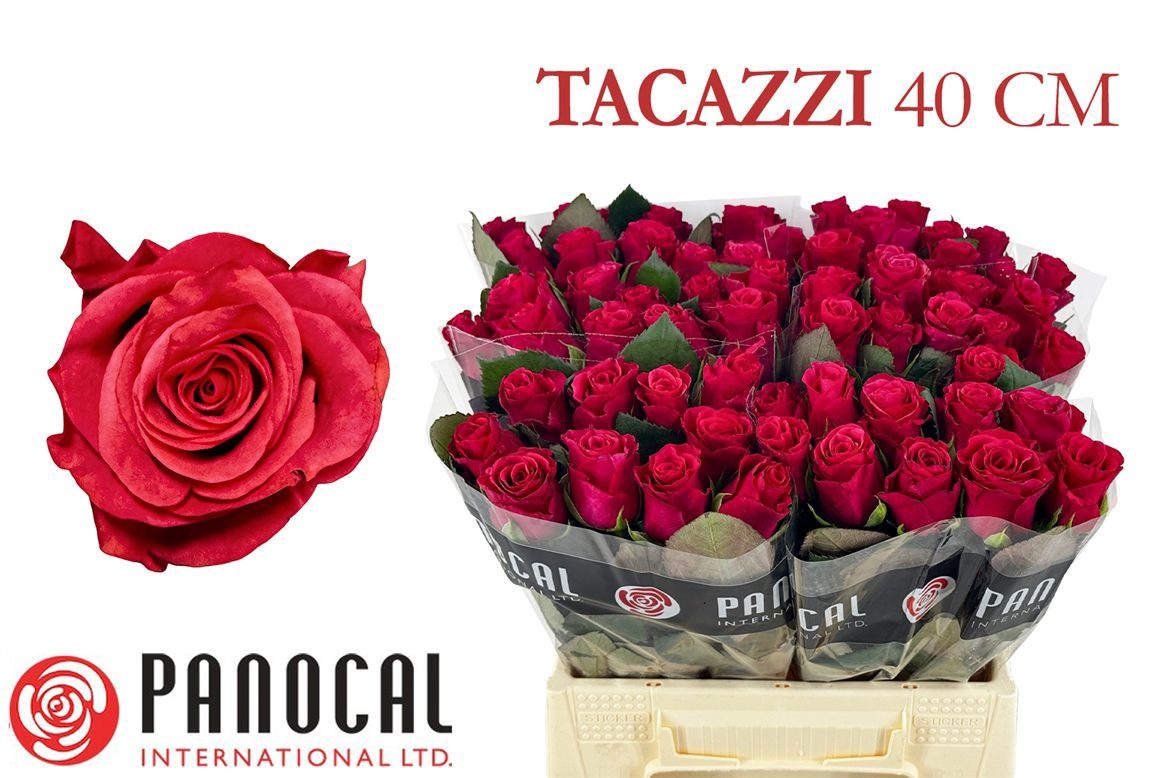 R Gr Tacazzi+