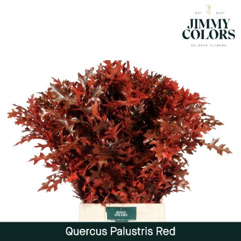 Oak Leaves Preparated/ptd (QUERCUS) 80cm