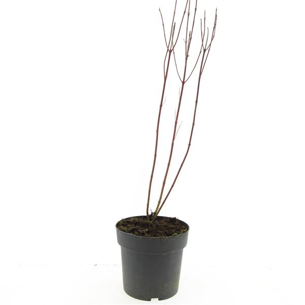 Picture of Cornus alba Elegantissima P17 (2 Ltr)