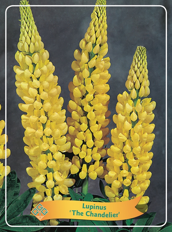 Picture of Lupinus Mix 6x10 srt. per shelve P11