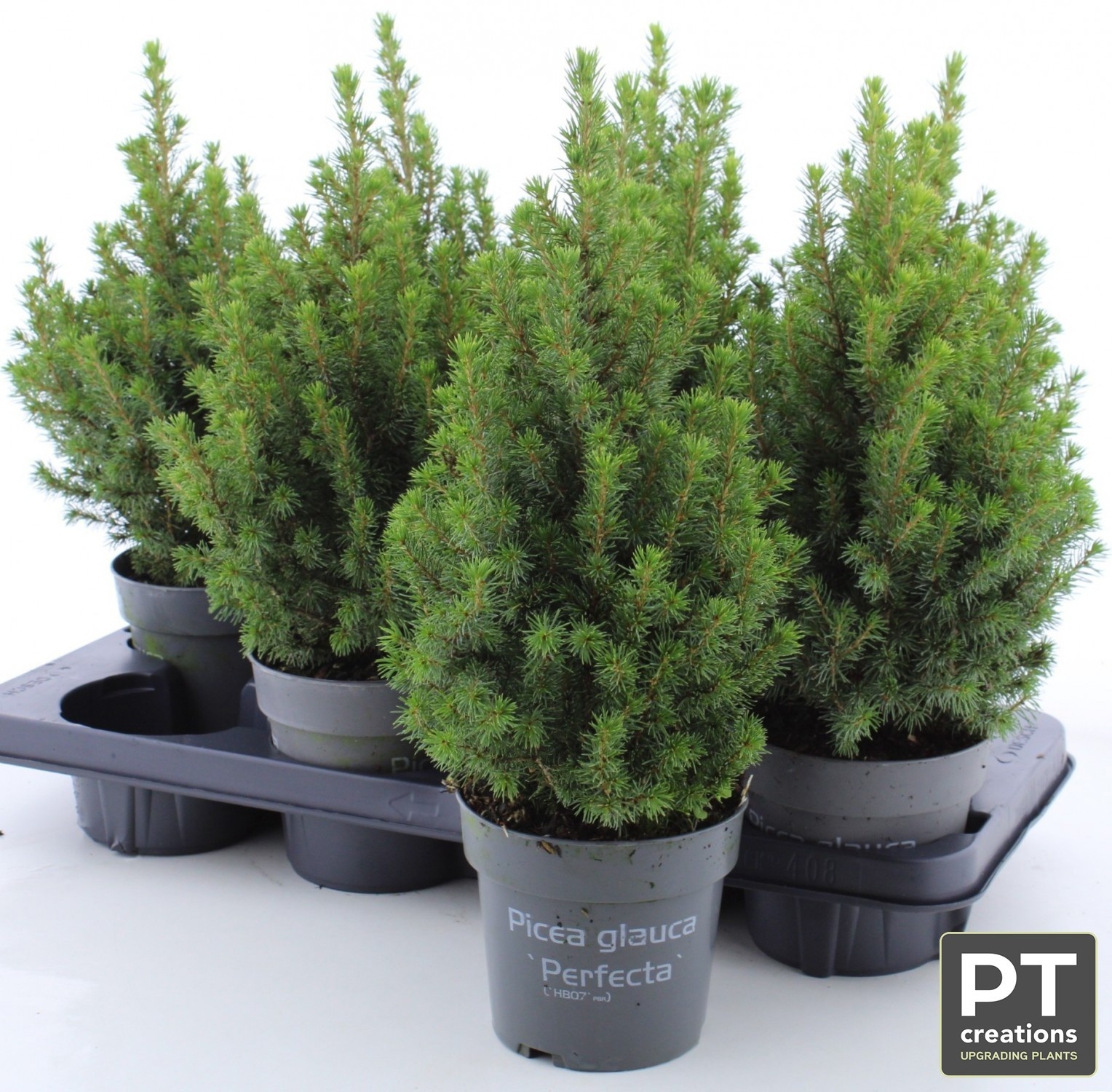 Picea Gl Perfecta 13Ø 41cm