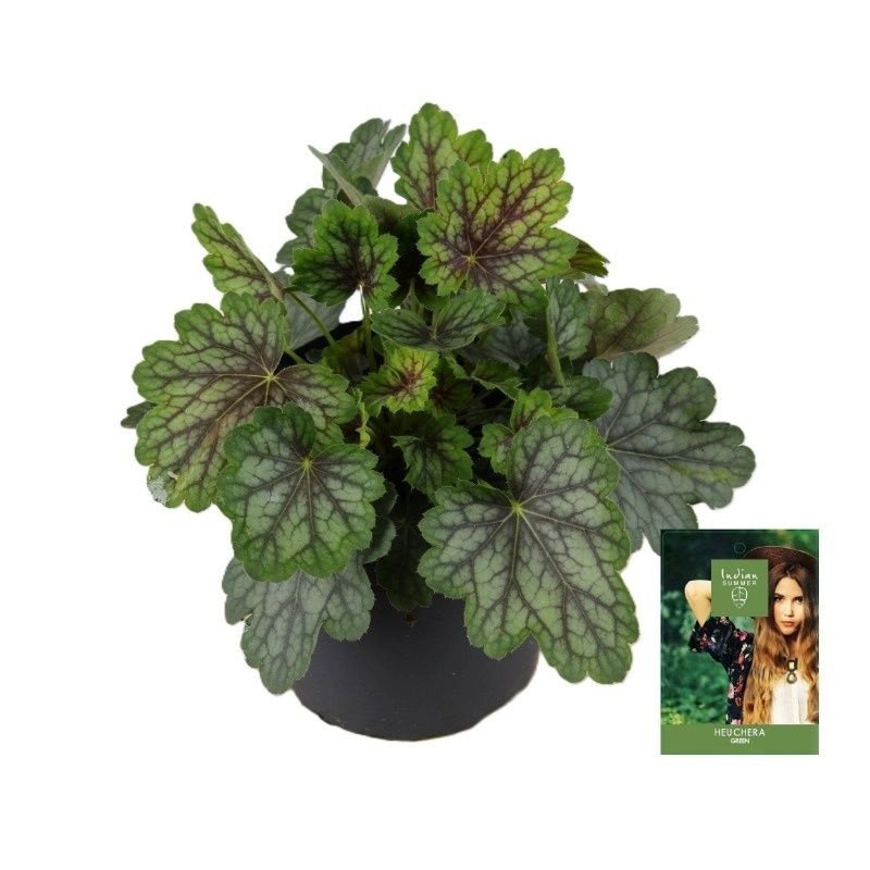 Heuchera Indian Summer Green