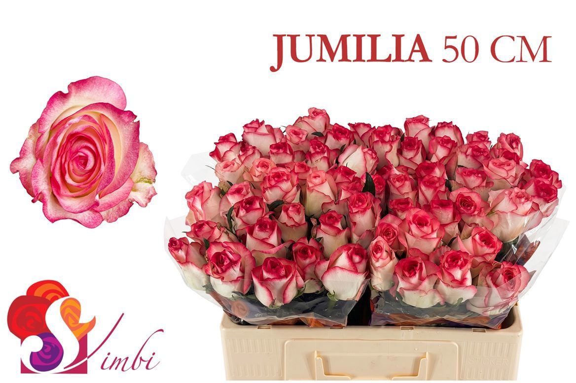 R Gr Jumilia