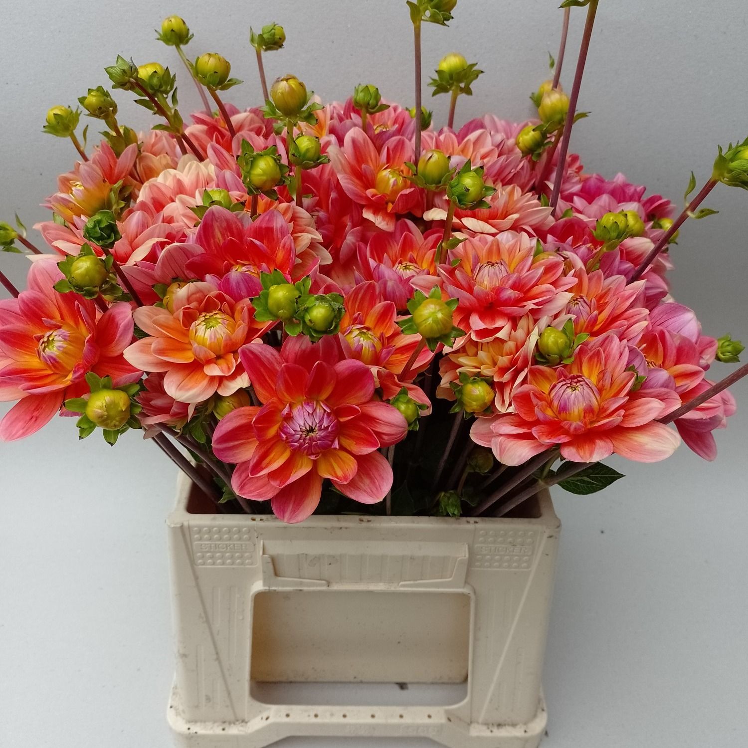 Dahlia 50cm