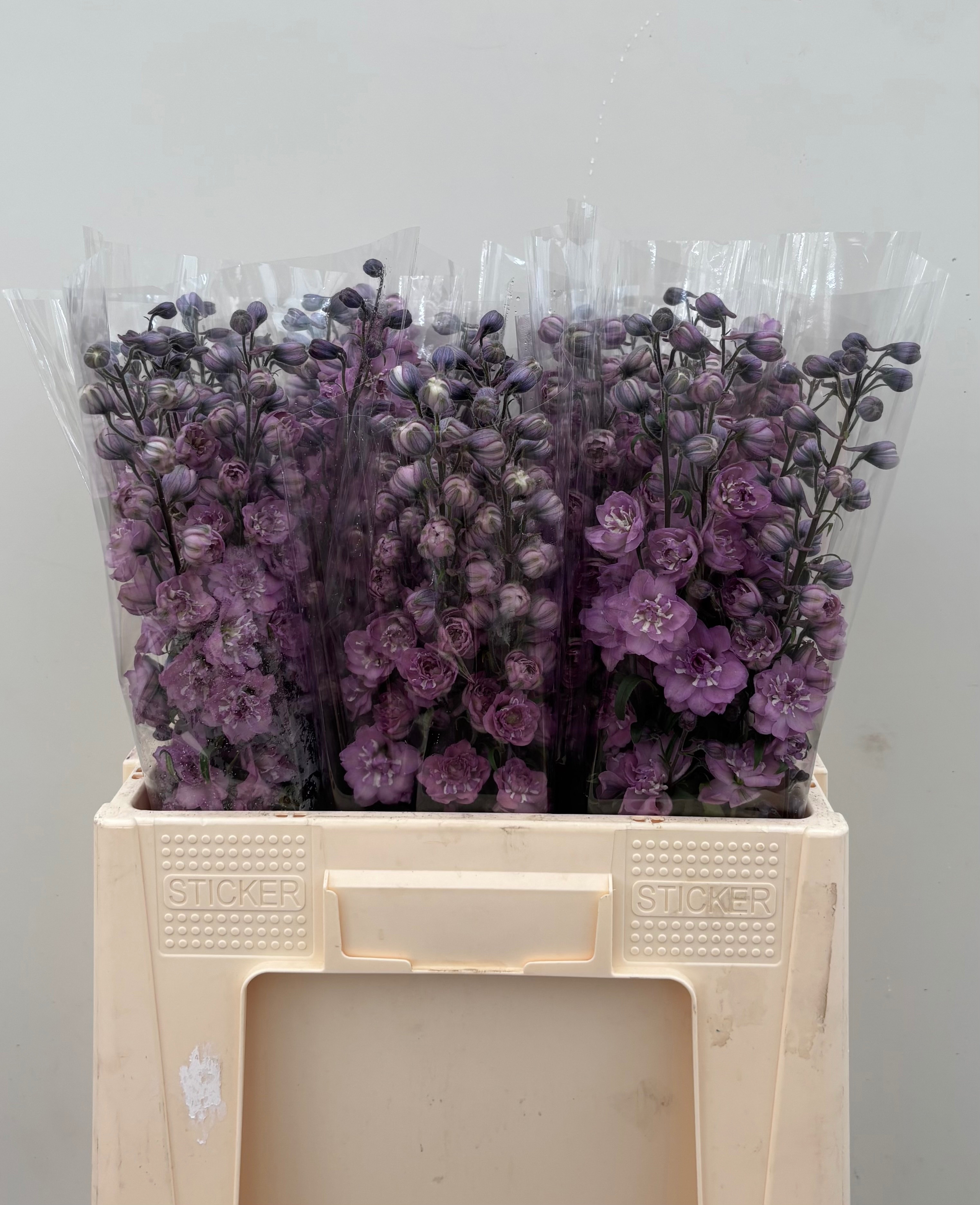 Delphinium El Double Dewi Melody 60cm