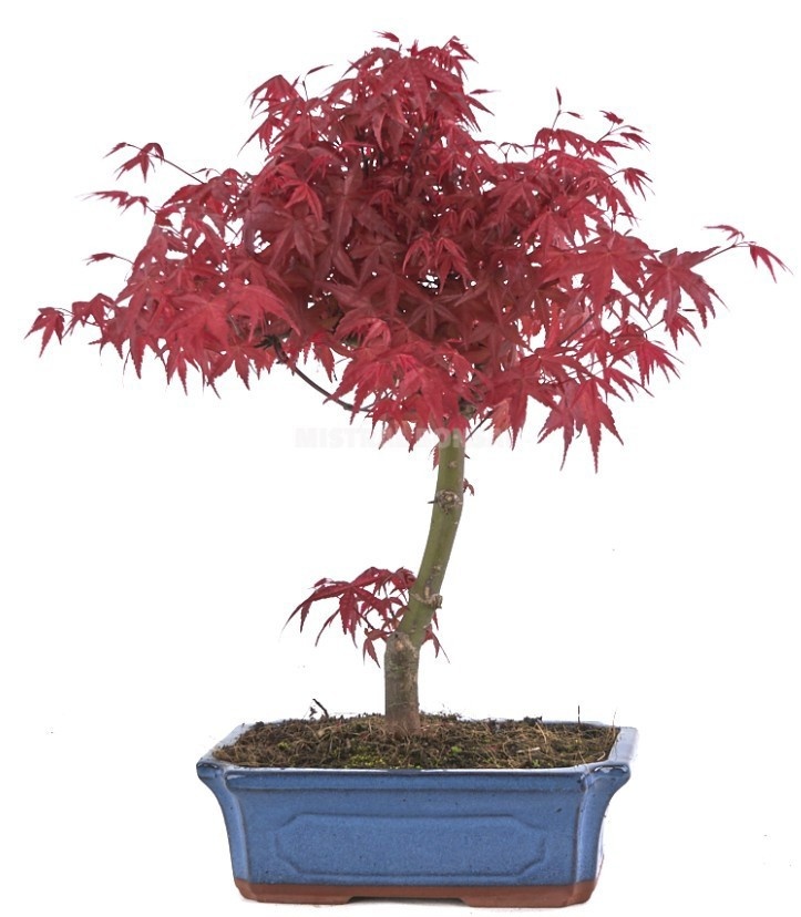 Acer palmatum 'Deshojo' - Esdoorn