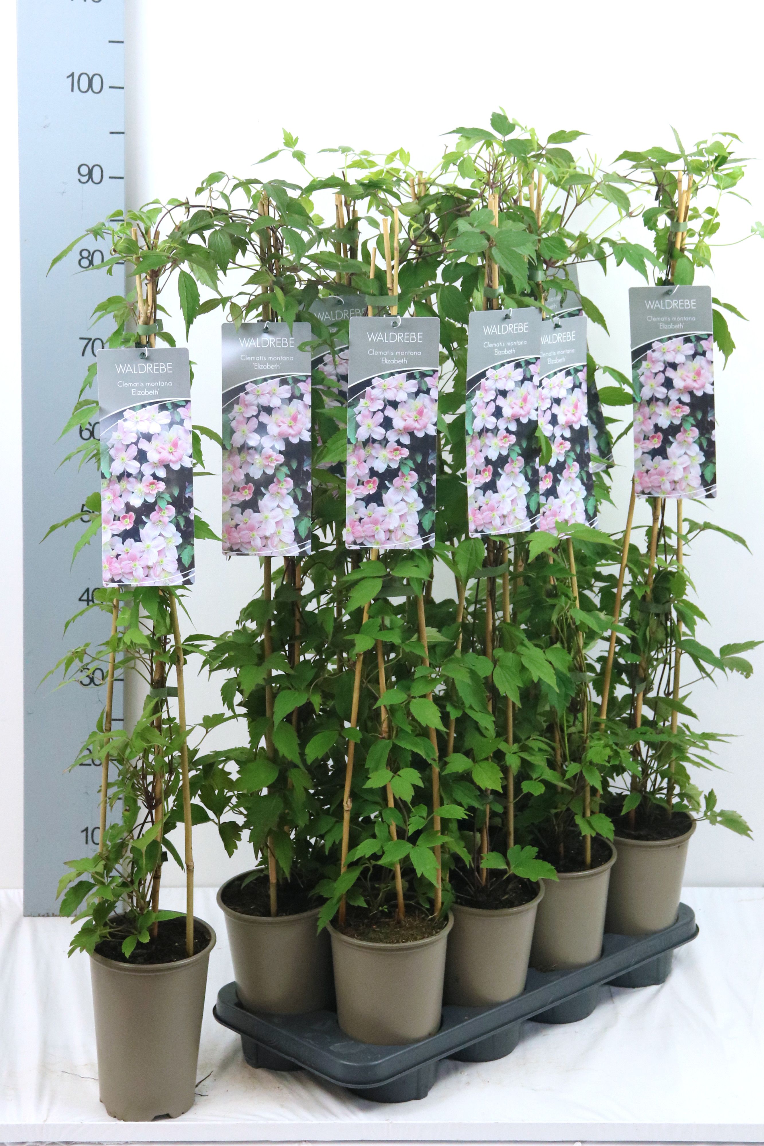 Clematis 'Elizabeth'