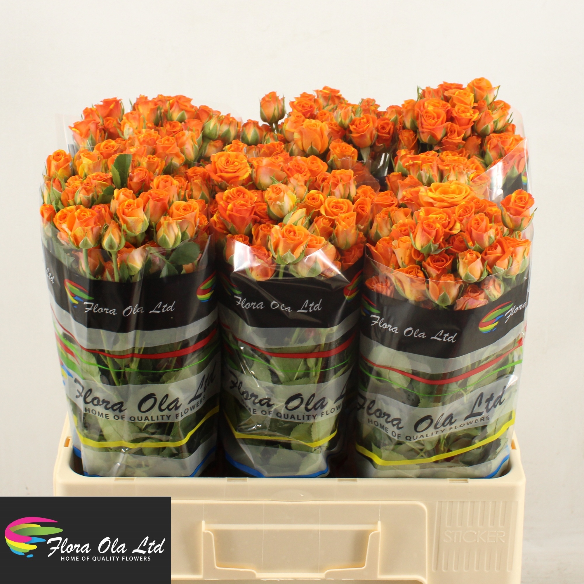 Rosa Spr Smashing 60cm