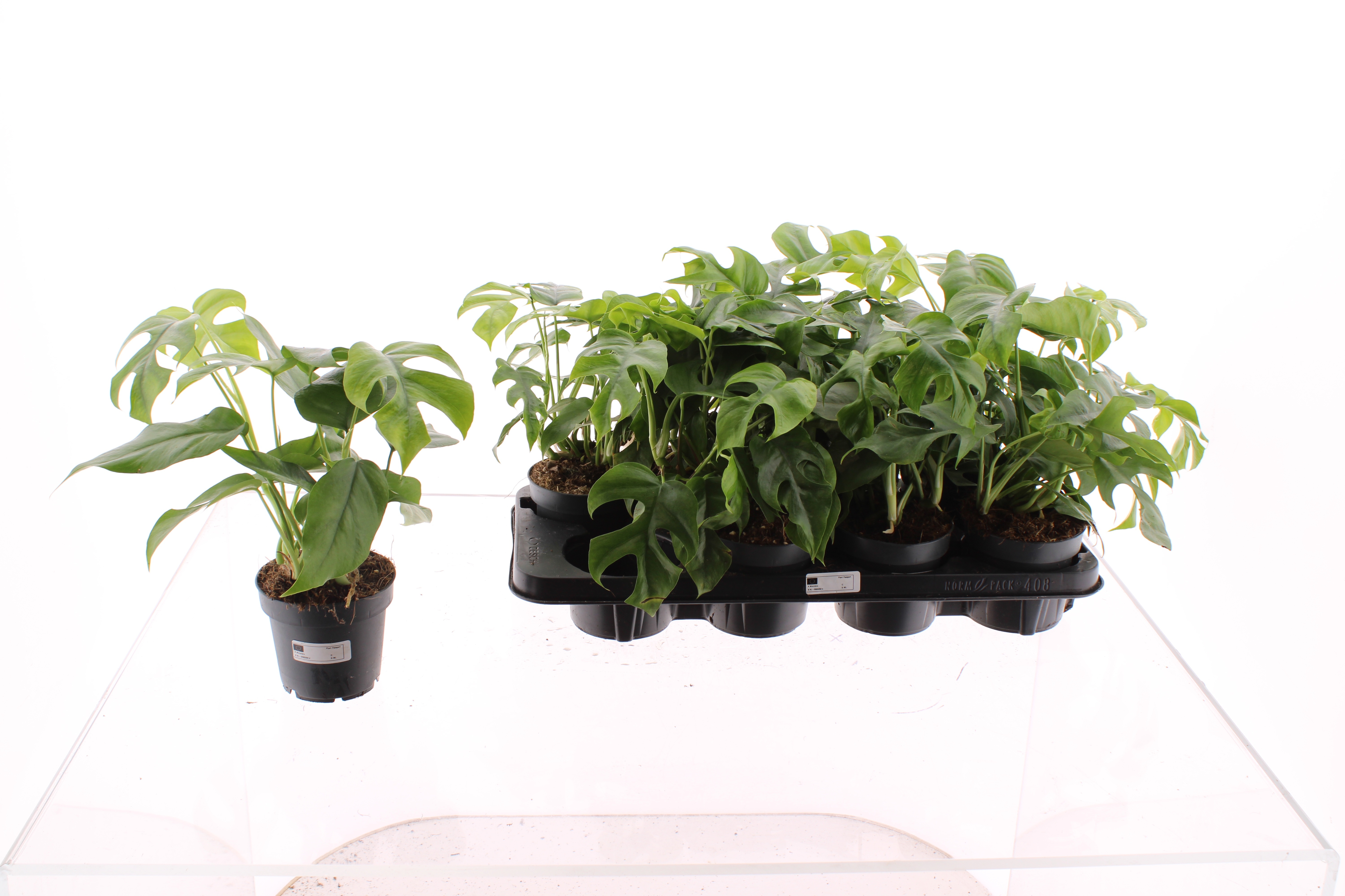 Monstera MONSTERA OV | Gardenline