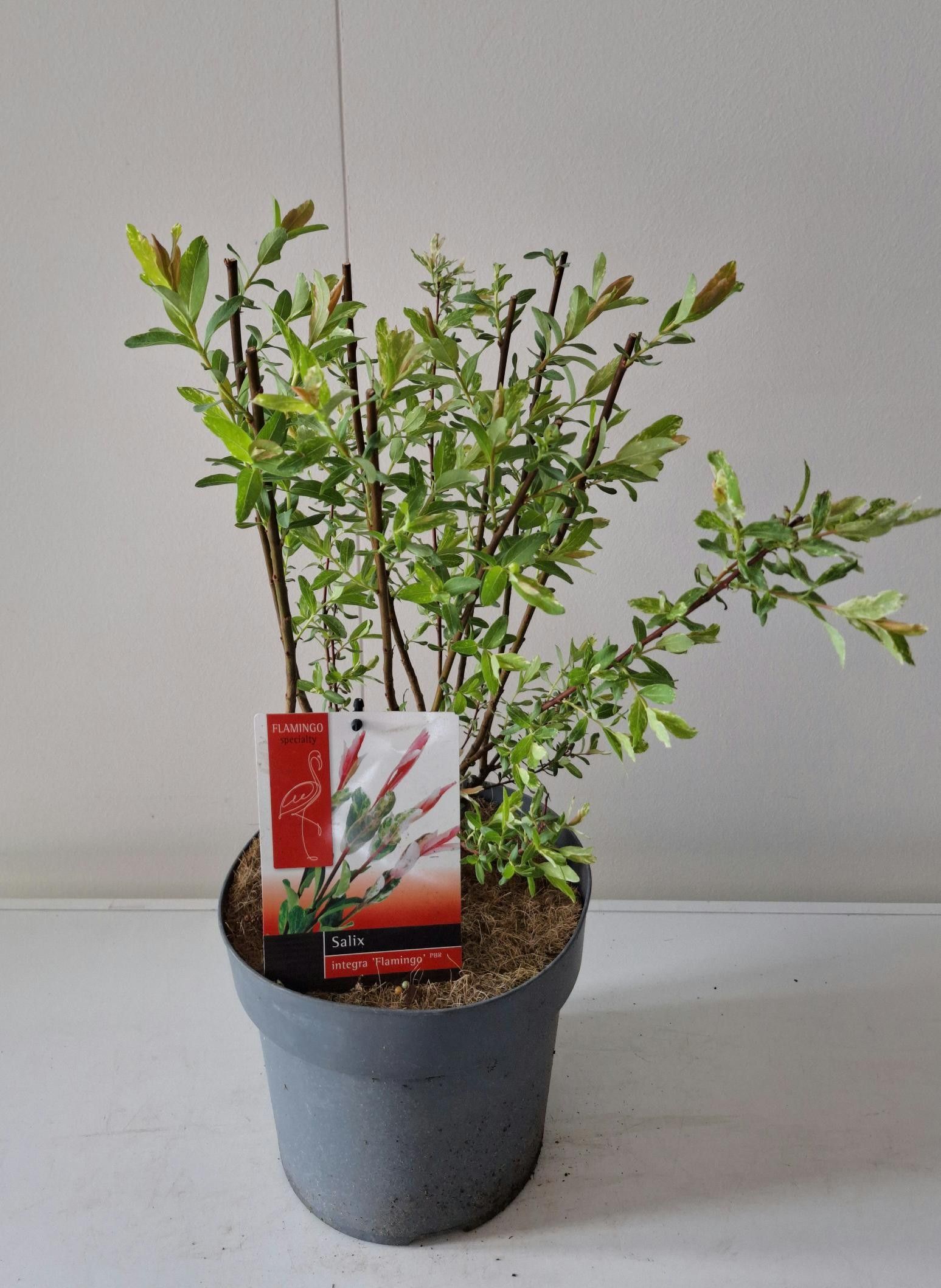 Picture of Salix Flamingo bush p23
