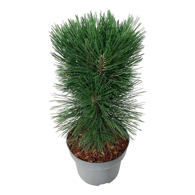 Picture of Pinus nigra 'Pyramidalis'