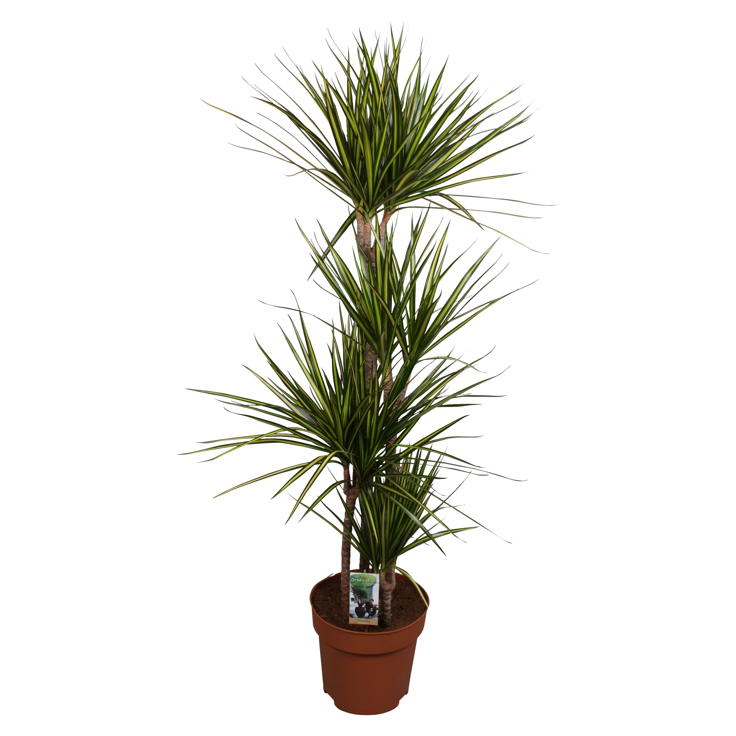 Dracaena marginata 'Sunray' | Hamiplant