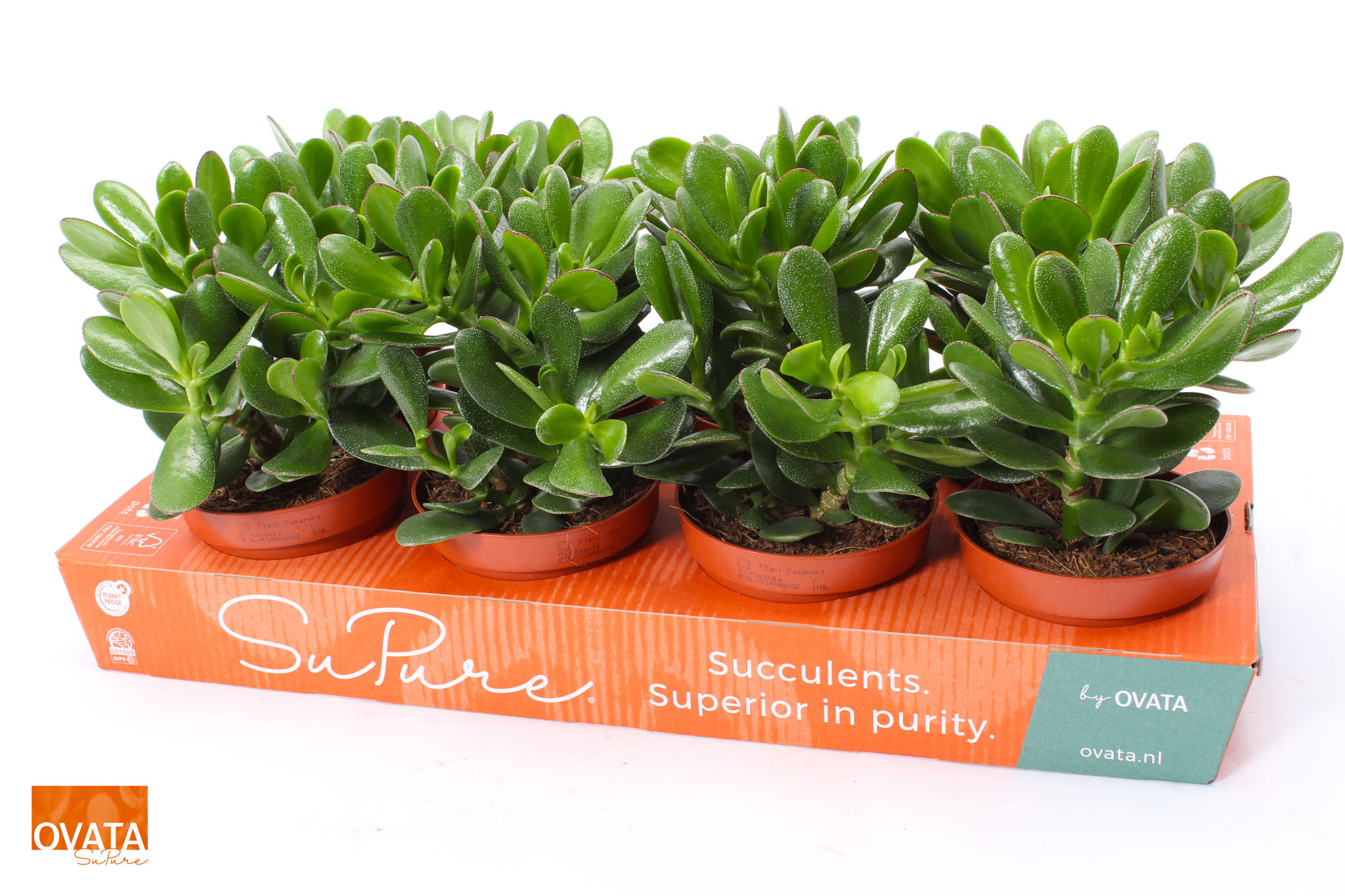 Collection de 3 succulentes - Crassula 'Minova Magic' + 2