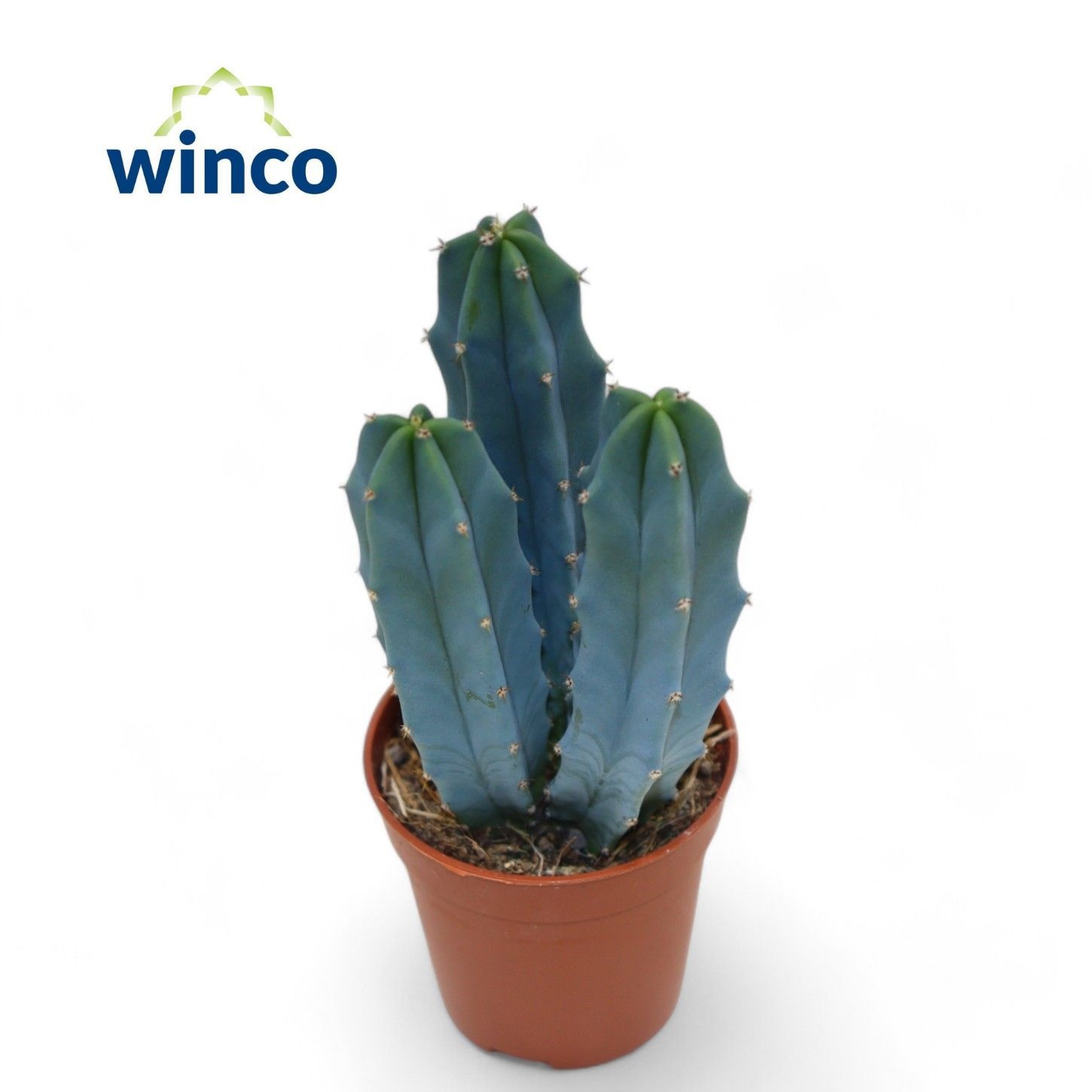 Cactus Ov 505P 12H