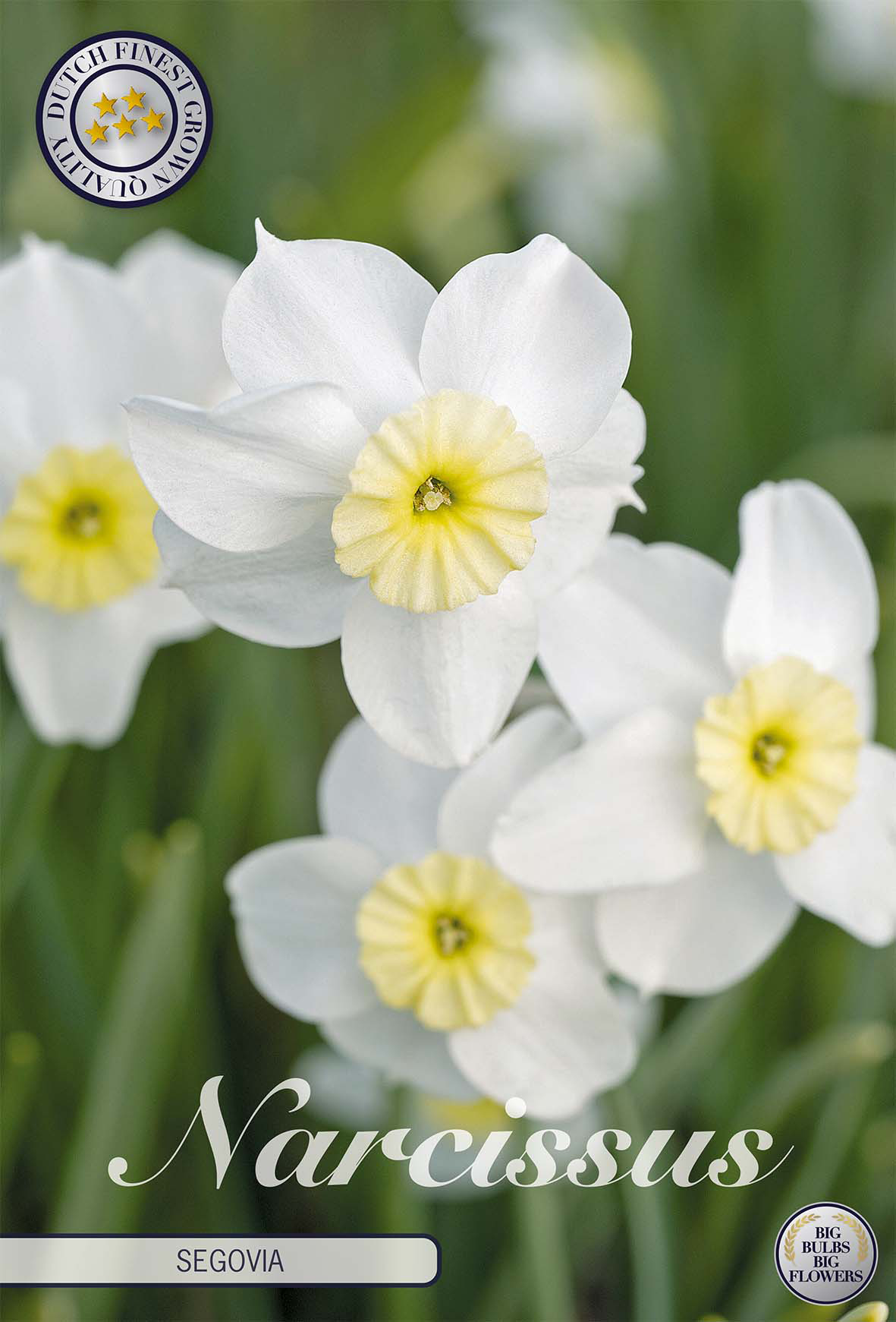 Narcissus Small Cupped Segovia x10 12