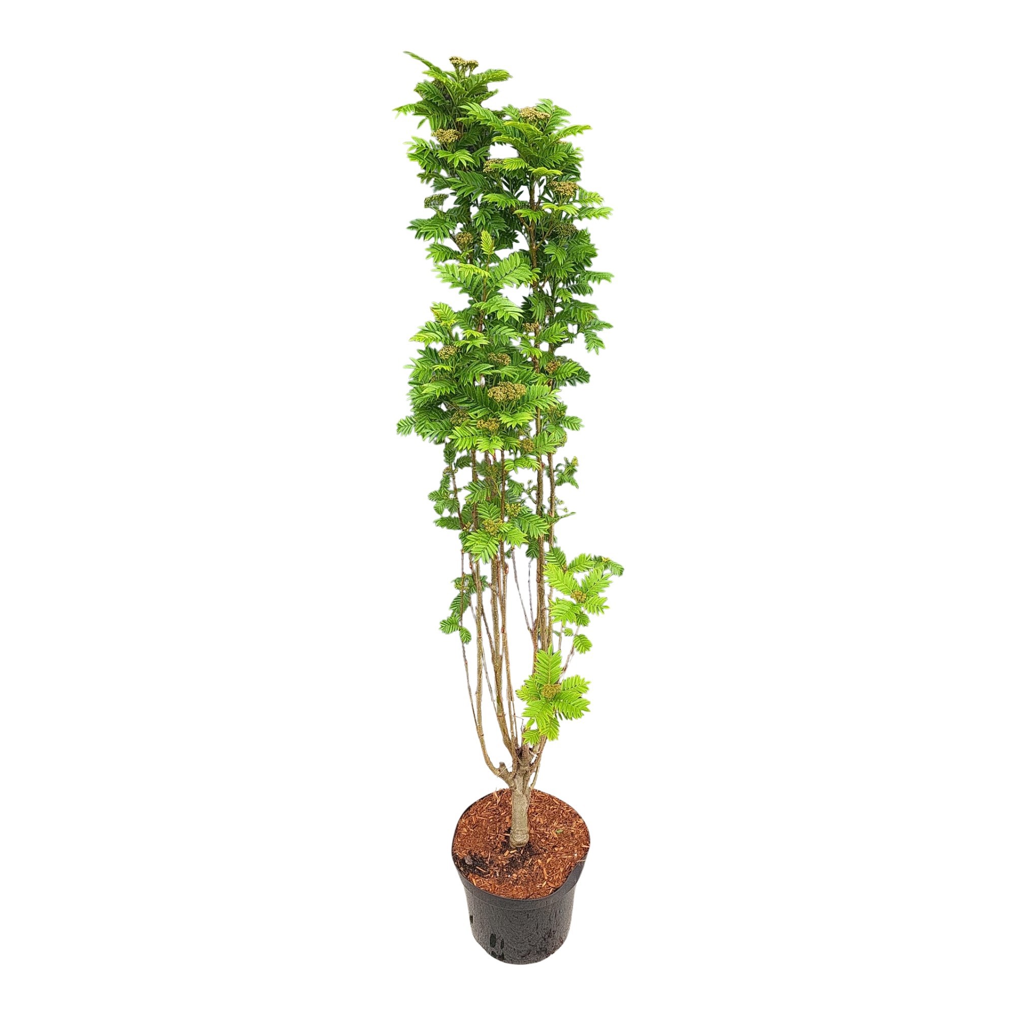 Sorbus Autumn Spire