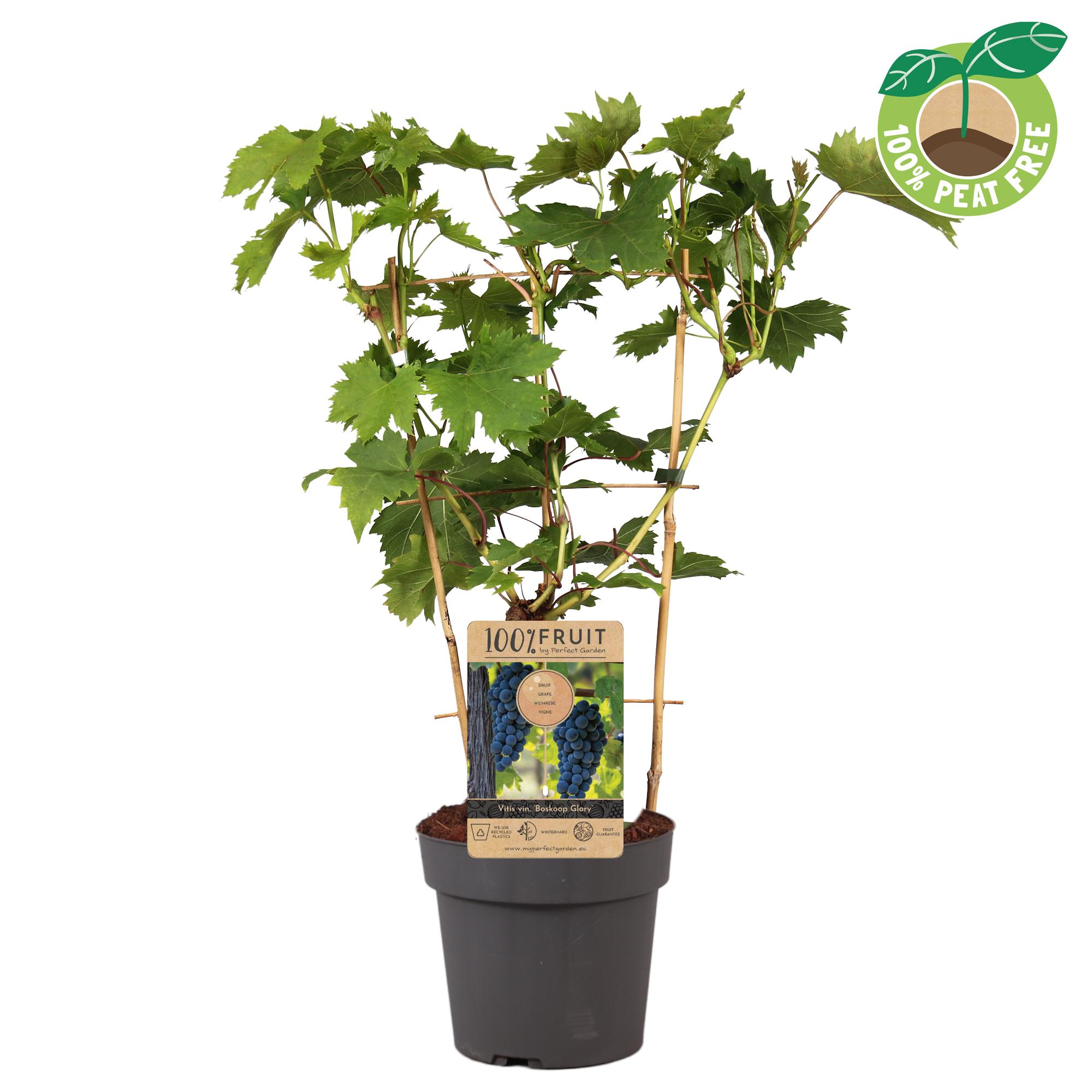 Picture of Vitis vinifera Boskoop Glory P21 (4 Ltr) TRELLIS