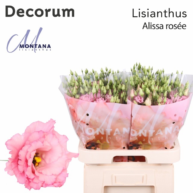 Eus G Alissa Rose Pi