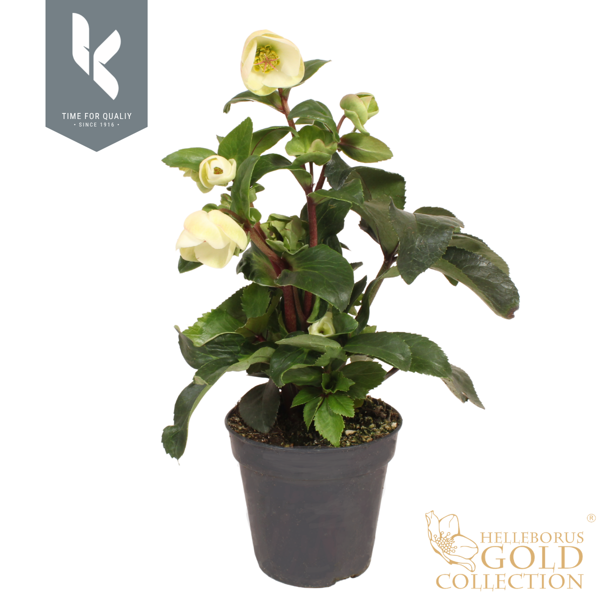 Hgc Helleborus Ice N Roses White Ivory