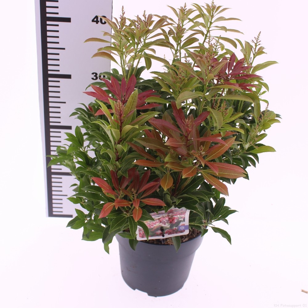 Picture of Pieris jap. 'Passion'