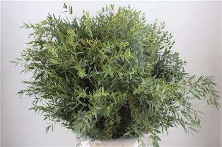 Euc Parvifolia P Bs