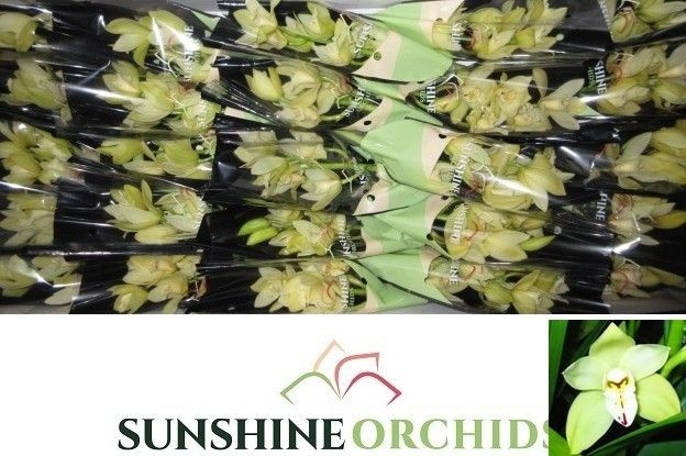 Cymbidium Mini Earlys Paddy 30cm
