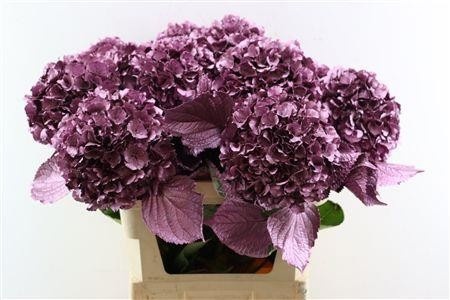 Hydrangea Painted 80cm 22Ø