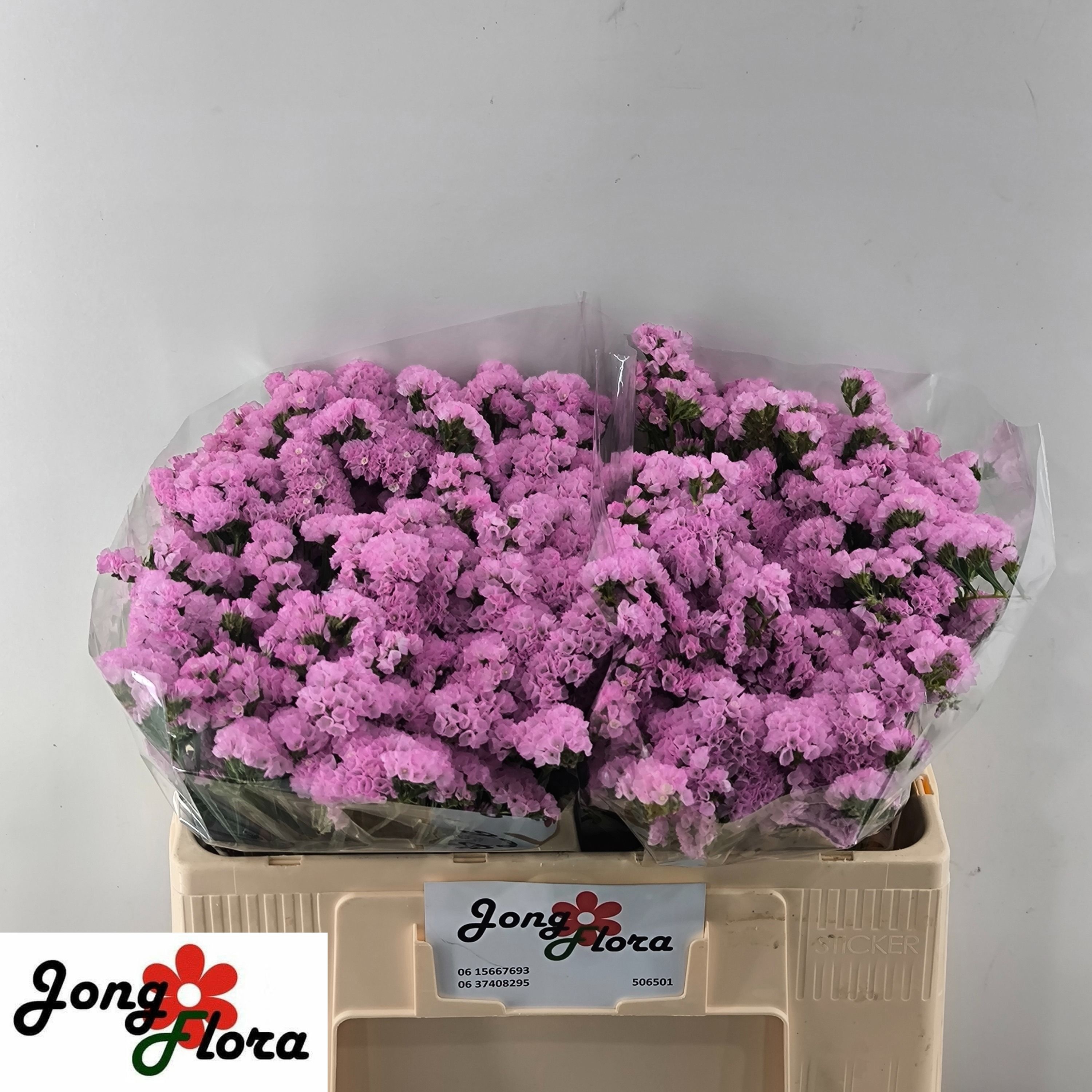 Limonium St Fantasia Wings 50cm 20gram
