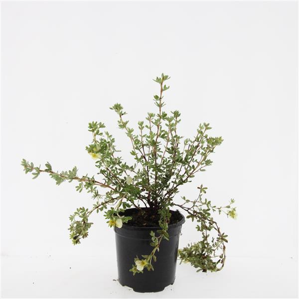 Picture of Potentilla f. Primrose Beauty P14