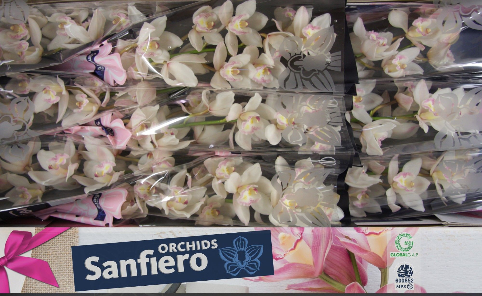 Cymbidium Hms White Sensation 8/11bl