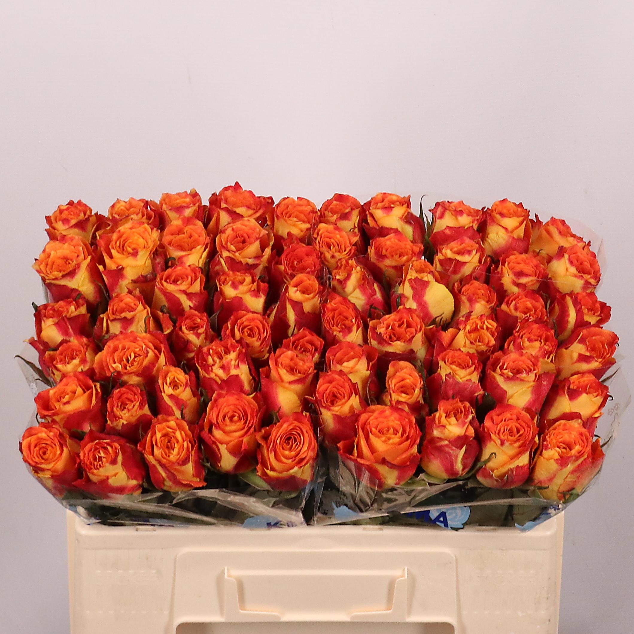 Rosa Silantoi 50cm