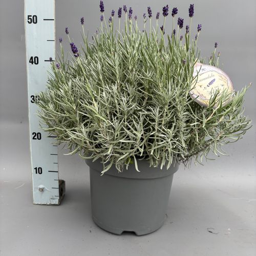 Lavandula ang. 'Hidcote'  p26 Viss