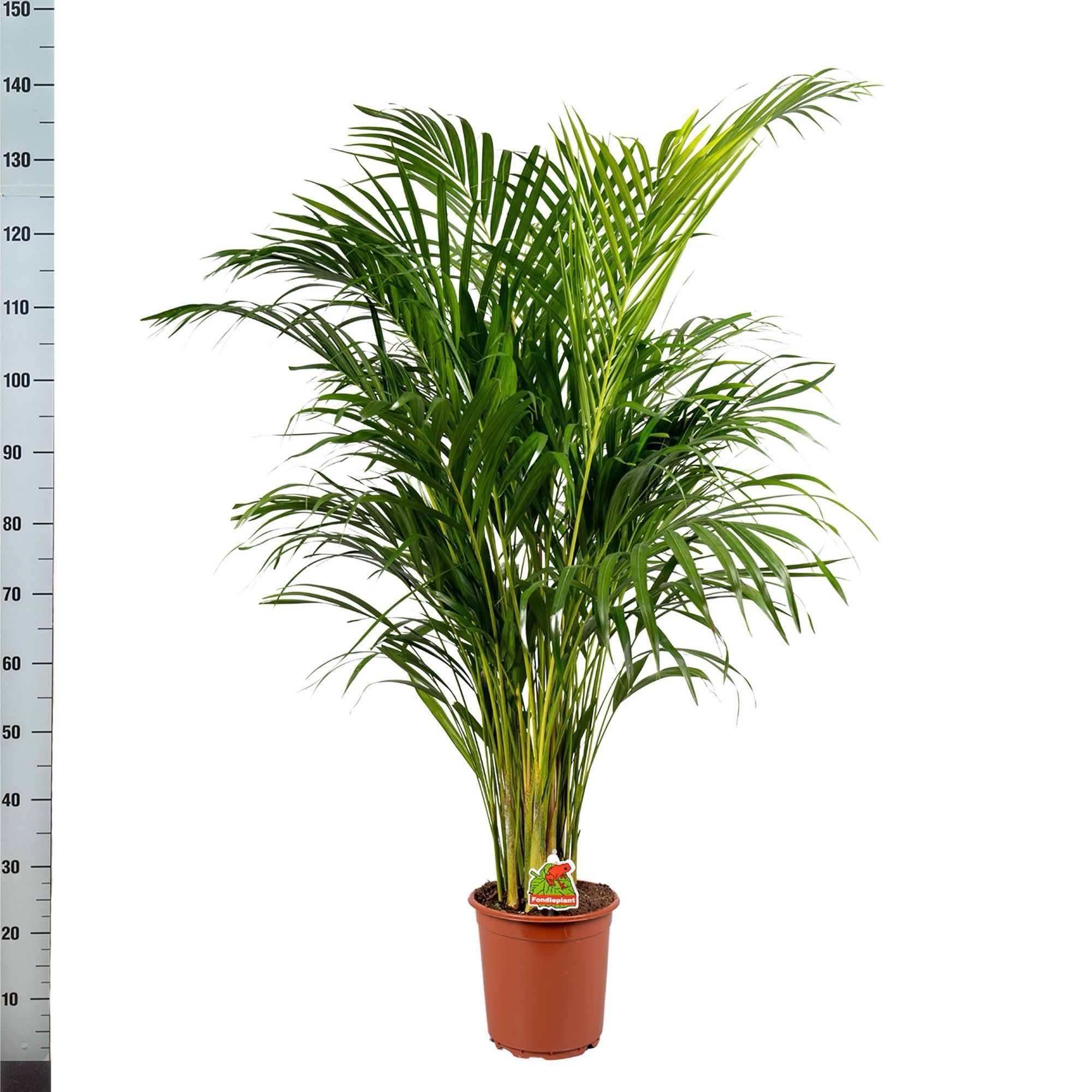 Dypsis Lutescens 22P 140H 22stek